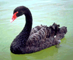About Perth's Black Swans