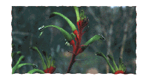 Kangaroo Paw